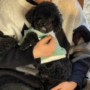 겨우리애견 이미지