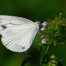 대만흰나비(흰나비과) 이미지