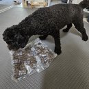 도그홀릭 | 동애 등에 후코홀릭 인섹트도그 후기🦝