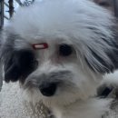 오자매 애견살롱 이미지