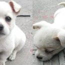 아기강아지 이미지