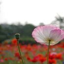 이민경 행정사 사무소 이미지