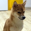 하단중학교 이미지