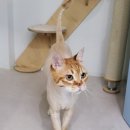 고양이미용호텔_미야옹 이미지