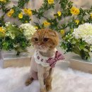 황제애견 이미지