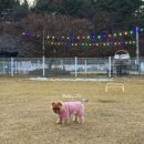 Tree Pet(트리펫) 이미지