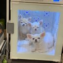 독 블레스 유 이미지