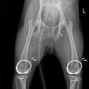 잠실베스트동물병원 수술재활센터 이미지