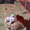 멍묭실 | 월화수목금토일