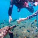 중부-현장-중부-450 | 가오슝 소류구 스노쿨링 가는법 준비물 페리 대중부잠 예약