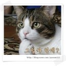 올리