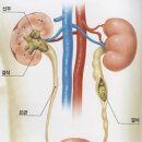 아틀라스동물의료센터 이미지