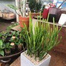 평안꽃식물원 이미지