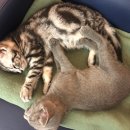 냥만미용실 이미지