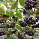 정아농장 이미지