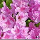 진달래공인중개사사무소 이미지