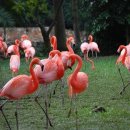 플라밍고 이미지