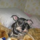 옹기종기 이미지