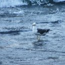 부산갈매기 이미지