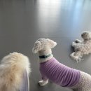 푸젤 강아지유치원 이미지