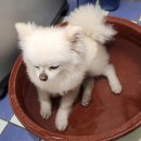 모라동물병원 | 포인핸드 유기견 입양 3년차, 갑작스런 강아지 후지마비(편마비) 치료 후기