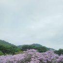 문경 봉천사 개미취축제 이미지