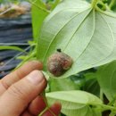 황진농장 이미지