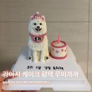 단지까까 | 평택 안성 강아지 케이크 루비까까 내돈내산 후기, 전신케이크