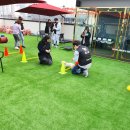 도그스쿨 이미지