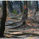 앞산자락길 이미지