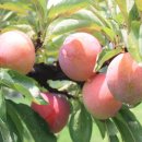 열린농장 이미지