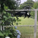 맘앤도그 이미지