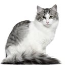 메인동물병원 이미지