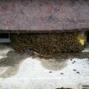 꿀벌지기(오백영)의 4월 꿀벌관리 이미지