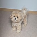 서울동물의료센터 | SD동물의료센터 서울점 강아지 슬개골 탈구 수술후기 2탄