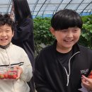 (23.04.28) 동화초, 전교생 및 교육실습생과 딸기밭 체험 - 충청북도청주교육지원청 일일보도 이미지