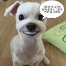 아임파인애플