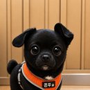 고양스타필드 펫파크 강아지와 주말 데이트 다녀온 솔직후기! 꼭 알아야 할 3가지 이용 꿀팁