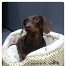 헤이븐동물병원 이미지