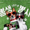 디어펫 이미지