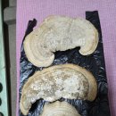 아주귀한 자연산 버섯따고 발목다치고 그래도 기분은 좋다 이미지