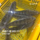 활감성돔 필렛/준치필렛/홍어무침/젓갈들판매합니다 이미지