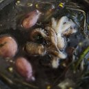 서천 마량리 동백나무 숲 이미지