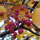 11월에 붉게익은 팥배나무 열매 이미지