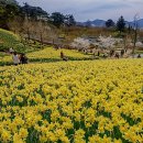 수선화 Daum카페