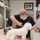 김성균애견미용학원 이미지