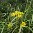 안성리-2 이미지