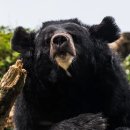 일본 나가노현의 58세 남성 곰 공격 받고 목숨 잃은 듯 이미지