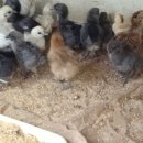 태성농장2 이미지