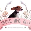 우리집강아지 이미지